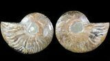 Sliced Fossil Ammonite Pair - Crystal Chambers #46501-1